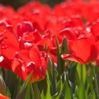 A Special Road Trip (Spring Flowers Edition)