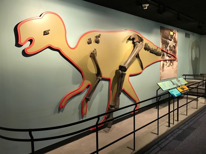 Display of Hadrosaurus bones.