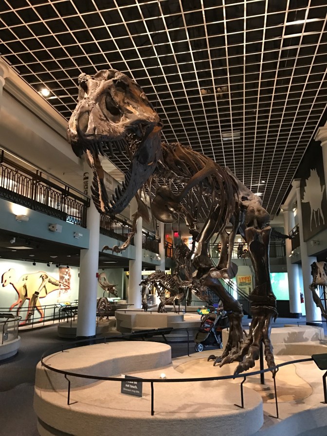 Fossil of Tyrannosaurus Rex.