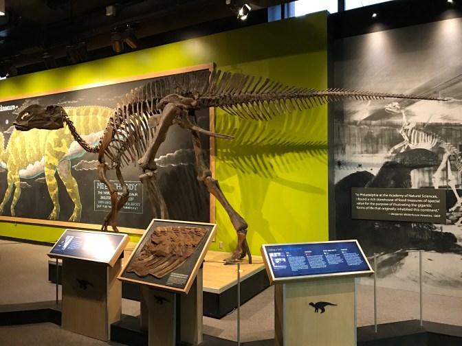 Skeleton of Hadrosaurus Foulkii.