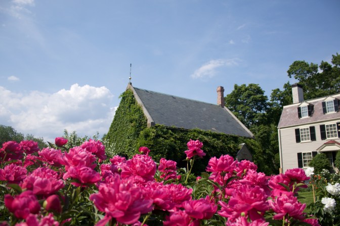 Pink flowers, with Peacefield and Library in background.