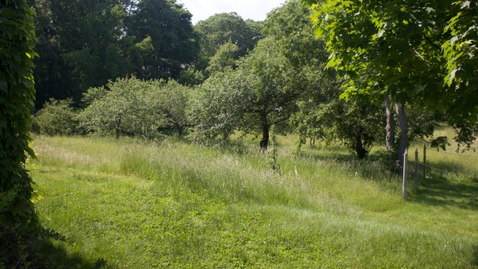 Apple trees behind Stone Library.