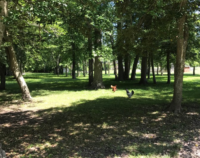 Roosters in the woods at Cold Spring Village.