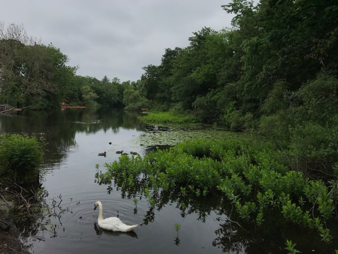 View of the Charles River. A swan is in the foreground.
