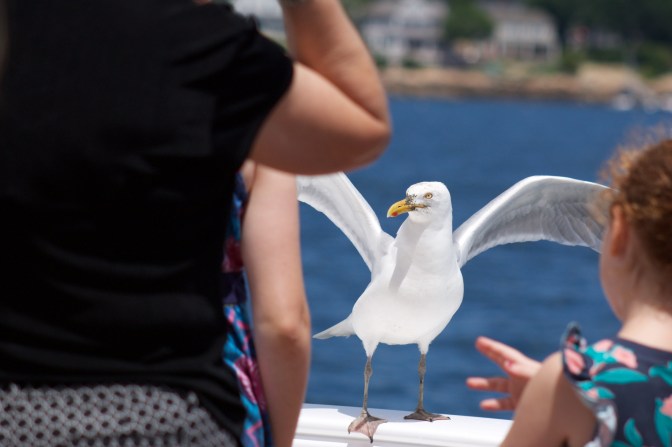 Seagull perched on side of ship.