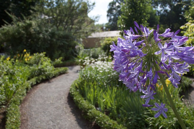 Purple flower in the gardens behind the house.