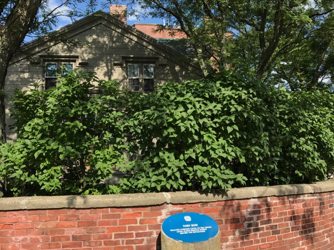 Sign on Brattle Street beside a brick wall.