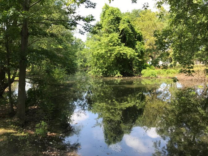 Back Bay Fens. The saltwater marsh runs through the middle of the picture. Trees are on either side of the marsh.