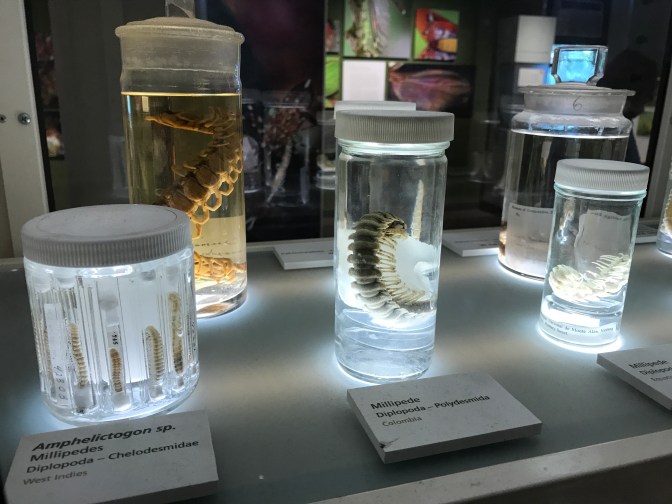 Arthropods in glass jars.