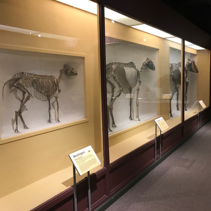 Exhibit on the evolution of horses.