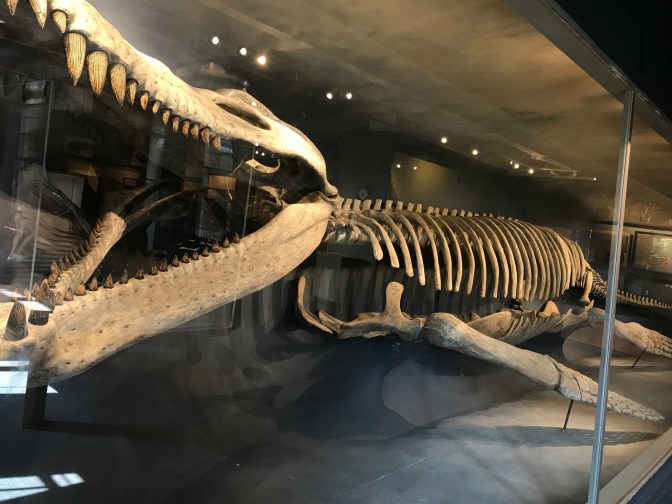 Skeleton of Kronosaurus.