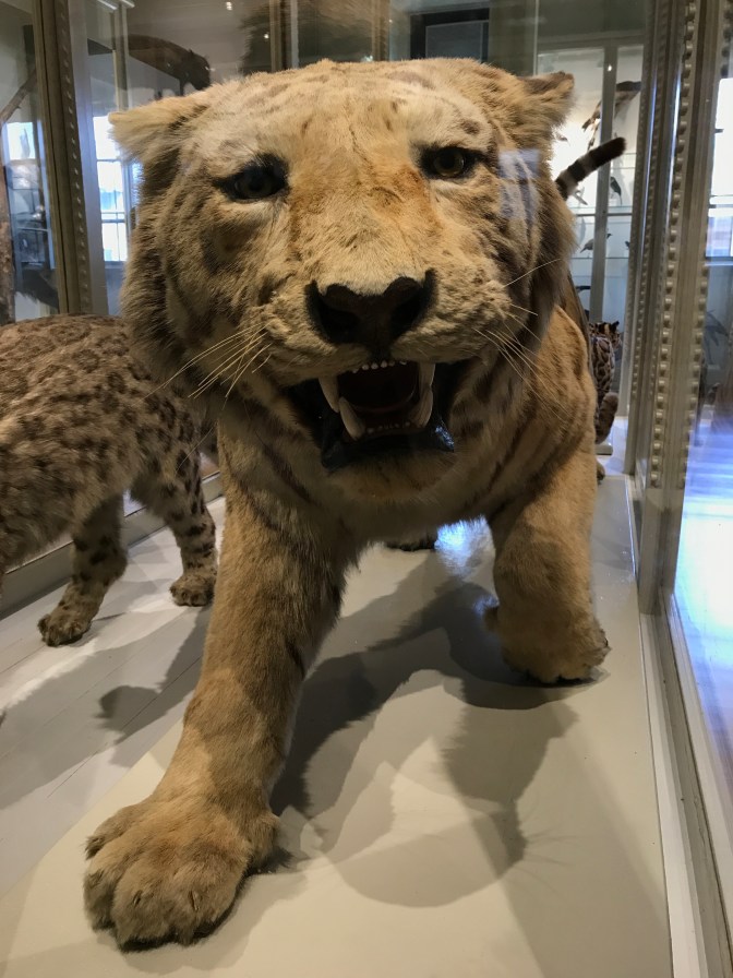 Stuffed Siberian Tiger on display.