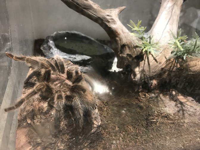 Tarantula in an enclosure.