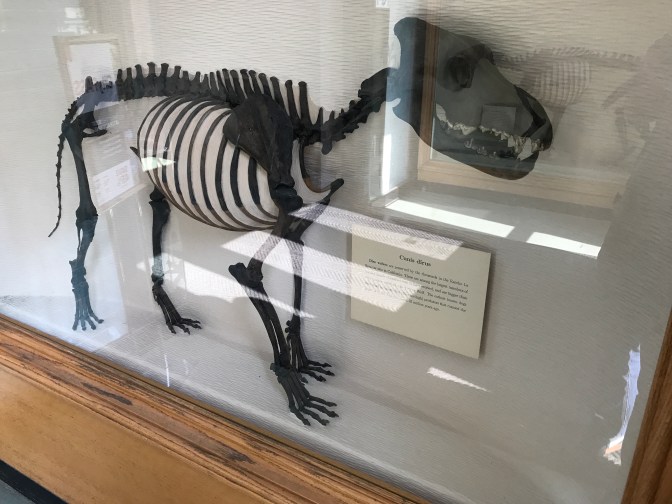 Dire wolf skeleton behind glass.