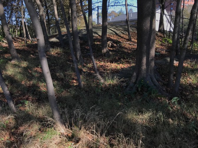 Rocky outcropping on Proctor's Ledge, surrounded by trees.