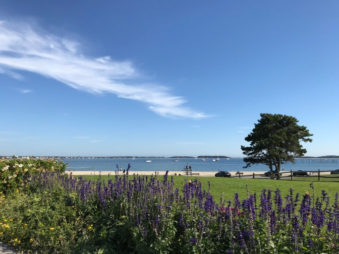 Flowers in foreground, Hyannis harbor in background.
