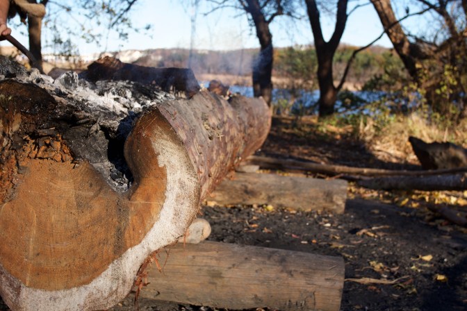 Native American canoe being made from a large log.