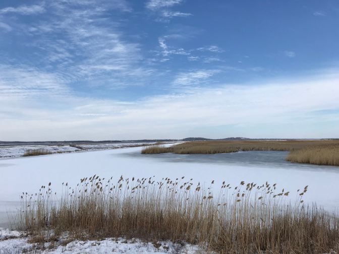 Frozen salt marshes with tall grass in foreground.