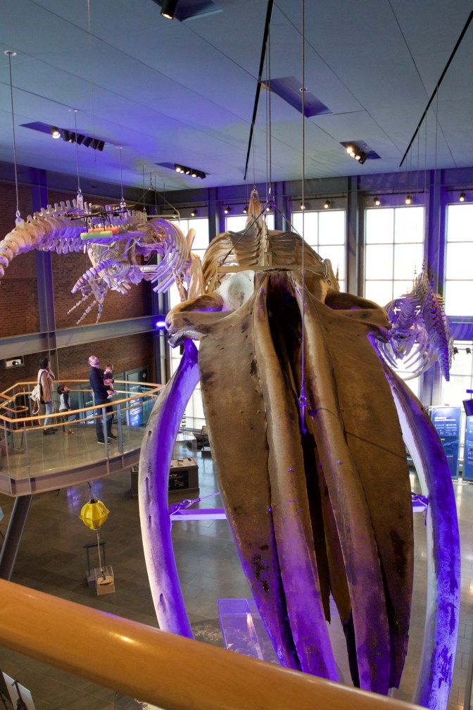 Whale skeletons, suspended from the ceiling.