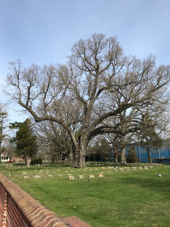 Salem Oak tree, in the Salem Friends Burial Ground.
