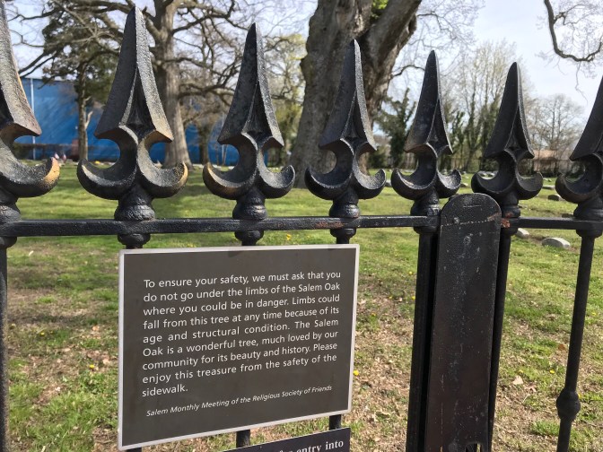 Sign on gate around Salem Oak. Sign reads: To ensure your safety, we must ask that you do not go under the limbs of the Salem Oak where you could be in danger. Limbs could fall from this tree at any time. because of its age and structural condition. The Salem Oak is a wonderful tree, much loved by our community for its beauty and history. Please enjoy this treasure from the safety of the sidewalk.