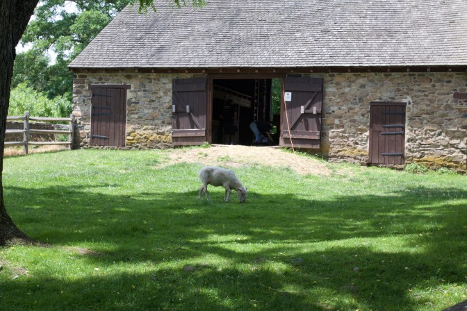 Sheep grazing in front of barn at Thompson-Neely House.