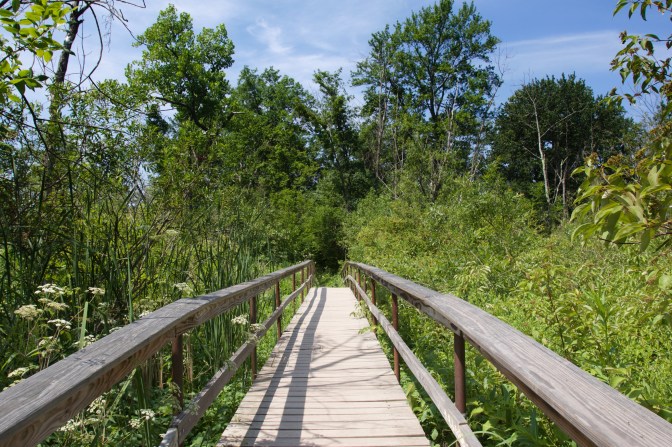 Wooden bridge across marshland, with trees in the background.