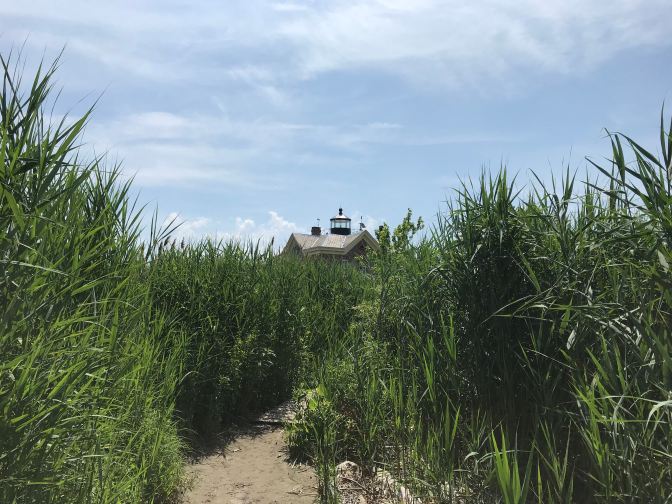 Top of the lighthouse appearing above brush. A dirt path is in the foreground.