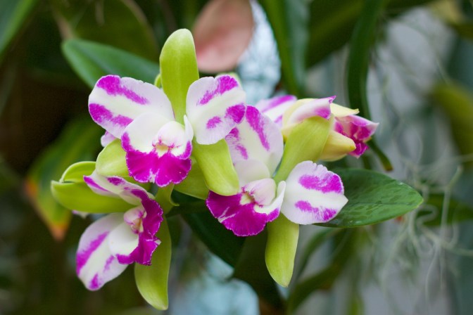 Pink and white orchid with green leaves behind it.