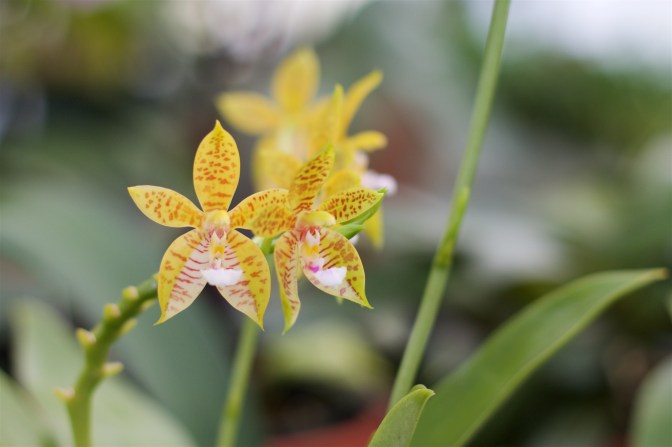 Orange and red orchid with green leaf in the background.