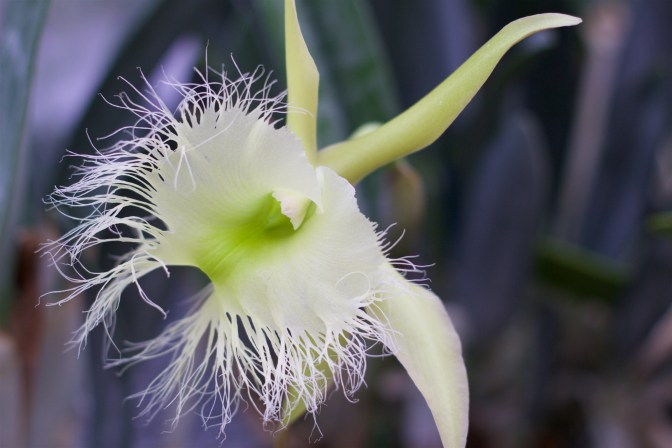 White frilled orchid.