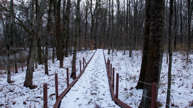 View of Victory Woods forest.