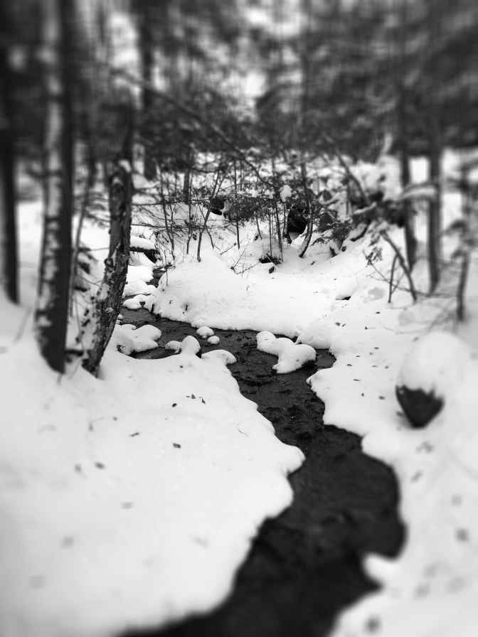 Snowy creek in a forest.