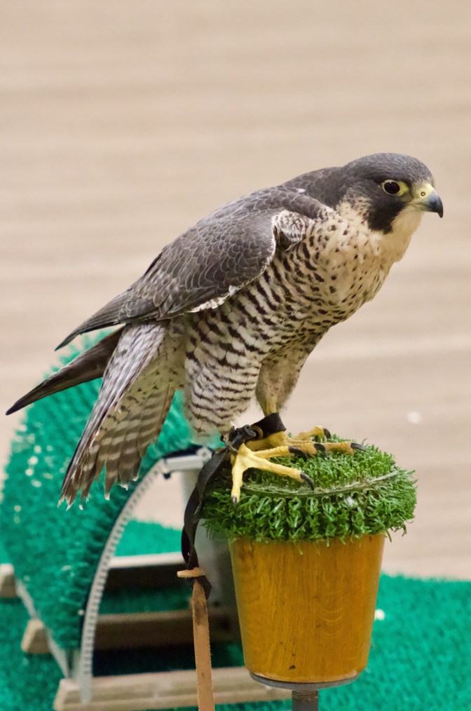 Another view of Talon the peregrine falcon on its perch.
