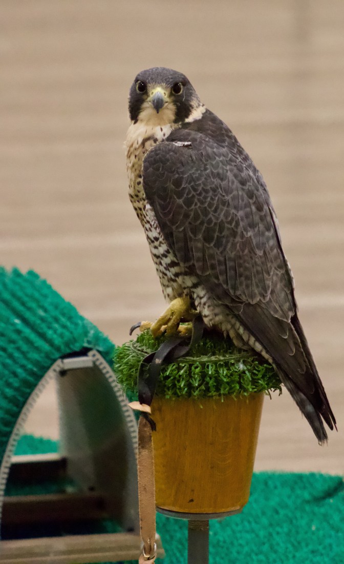Peregrine Falcon, standing on a small stand.