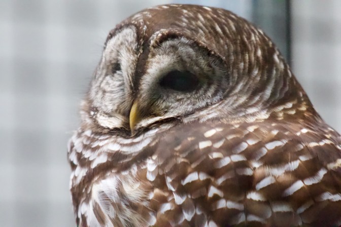 Bard owl sleeping.