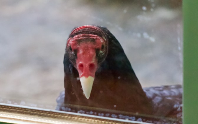Head of vulture, looking through a glass window.
