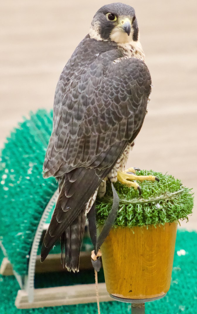 Another view of Talon the peregrine falcon, on a perch.