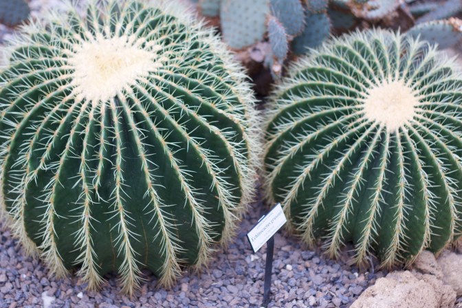 Round cactus on ground.