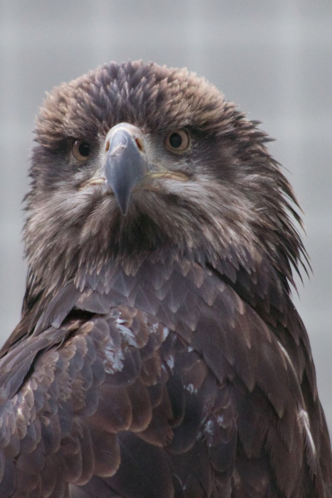 Head and body of immature bald eagle.