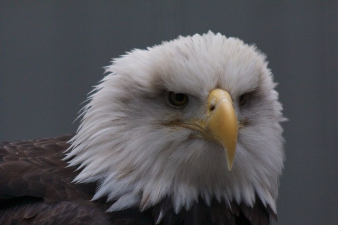 Mature bald eagle, close-up of head.