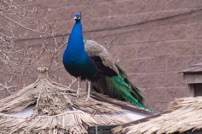 Peacock atop a straw roof.
