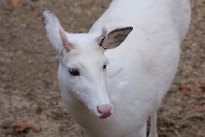 Close up photo of head and body of a white tailed deer.