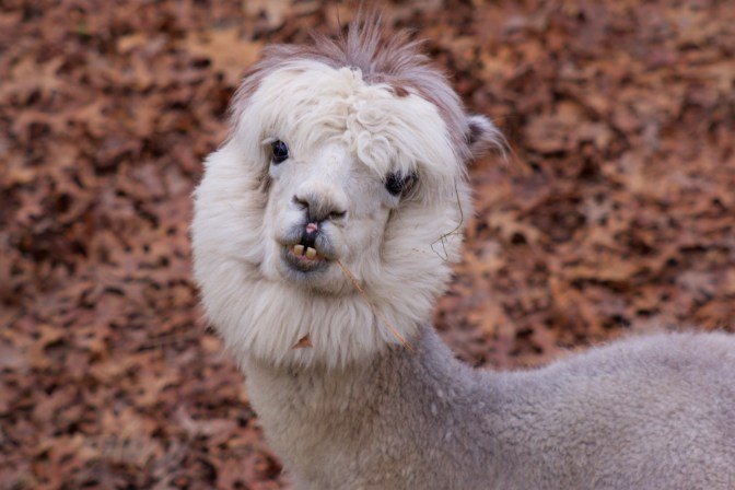 Photo of head and body of a white llama.