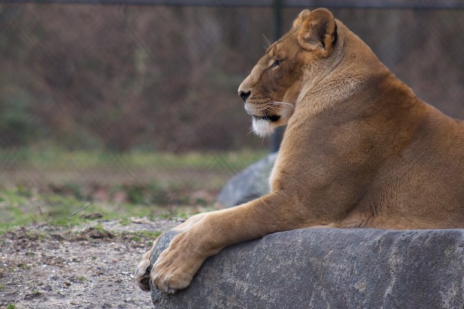 Lioness sitting on a rock. The lioness' eye are closed.