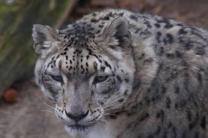 View of head of snow leopard.
