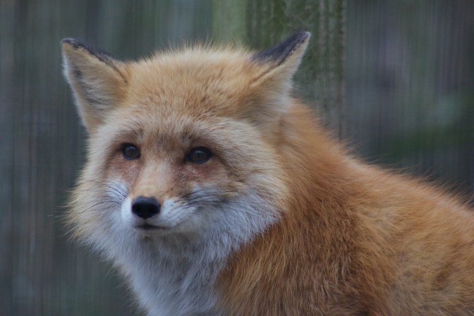 Close-up of head of red fox.