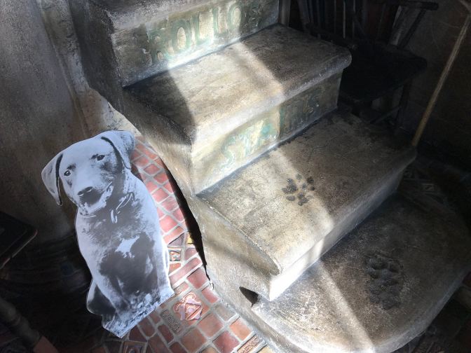 Picture of chesapeake Bay Retriever, alongside a staircase. Two paw prints are in the concrete, and an inscription reads ROLLO'S STAIRS.