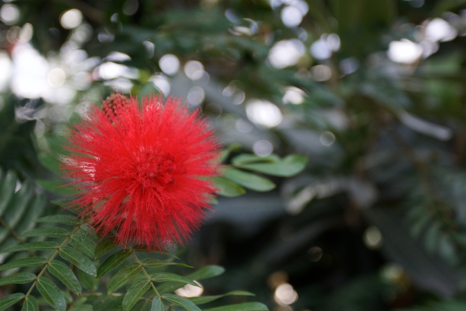Red powderpuff blossom on a tree branch.