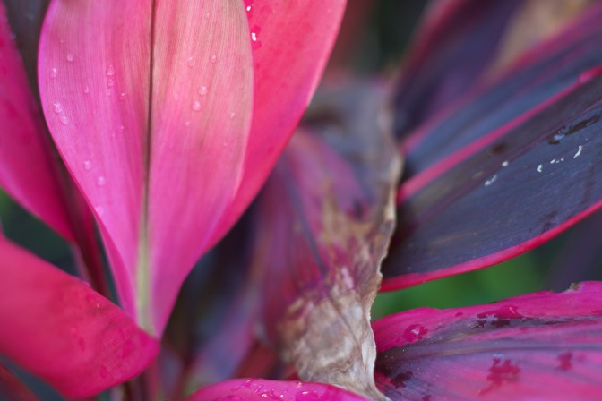 Dew drops on pink leaves.